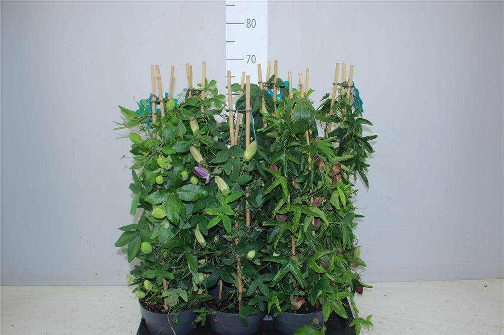 Passiflora pyramida mix