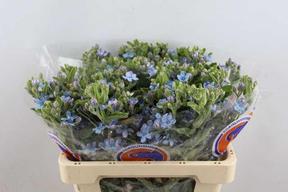 Oxypetalum blue