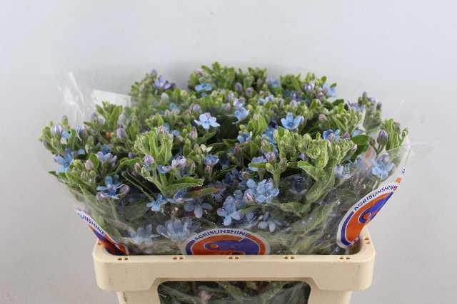 Oxypetalum blue