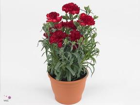 Dianthus Lilipot CZ