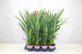 Curcuma