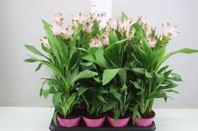 Curcuma