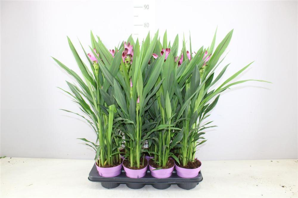 Curcuma