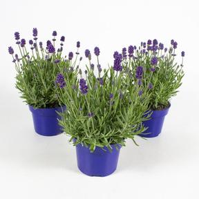 Lavandula angustifolia Ardeche Blue