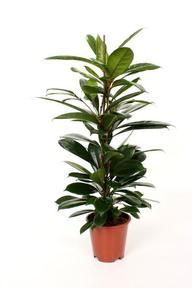 Ficus cyathistipula