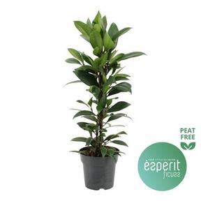 Ficus cyathistipula