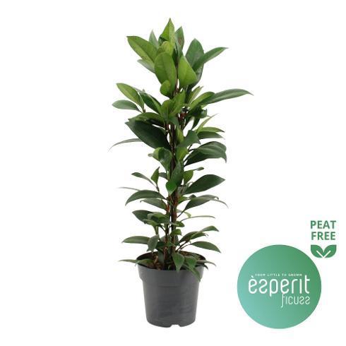 Ficus cyathistipula