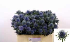 Eryngium magnetar questar