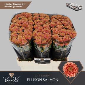 Chrys sa ellison peach