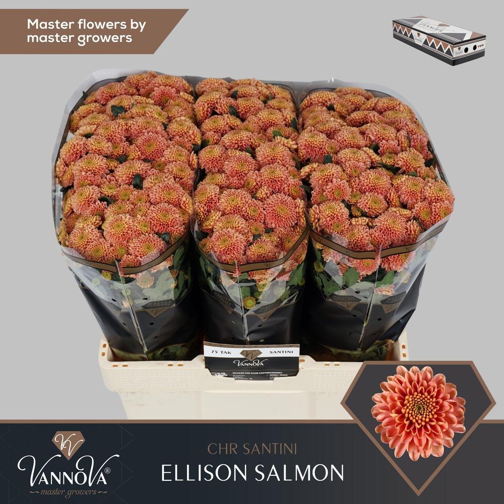 Chrys sa ellison peach