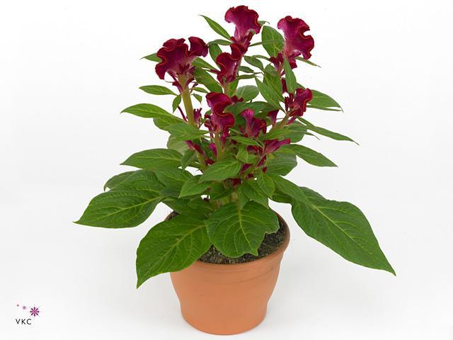 Celosia cristata Twisted mix