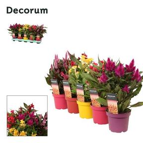 Celosia cristata Twisted mix