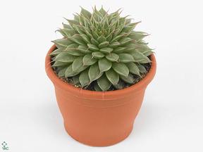 Graptopetalum