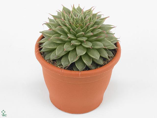 Graptopetalum