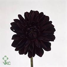 Dahlia arabian night