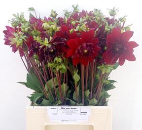 Dahlia arabian night