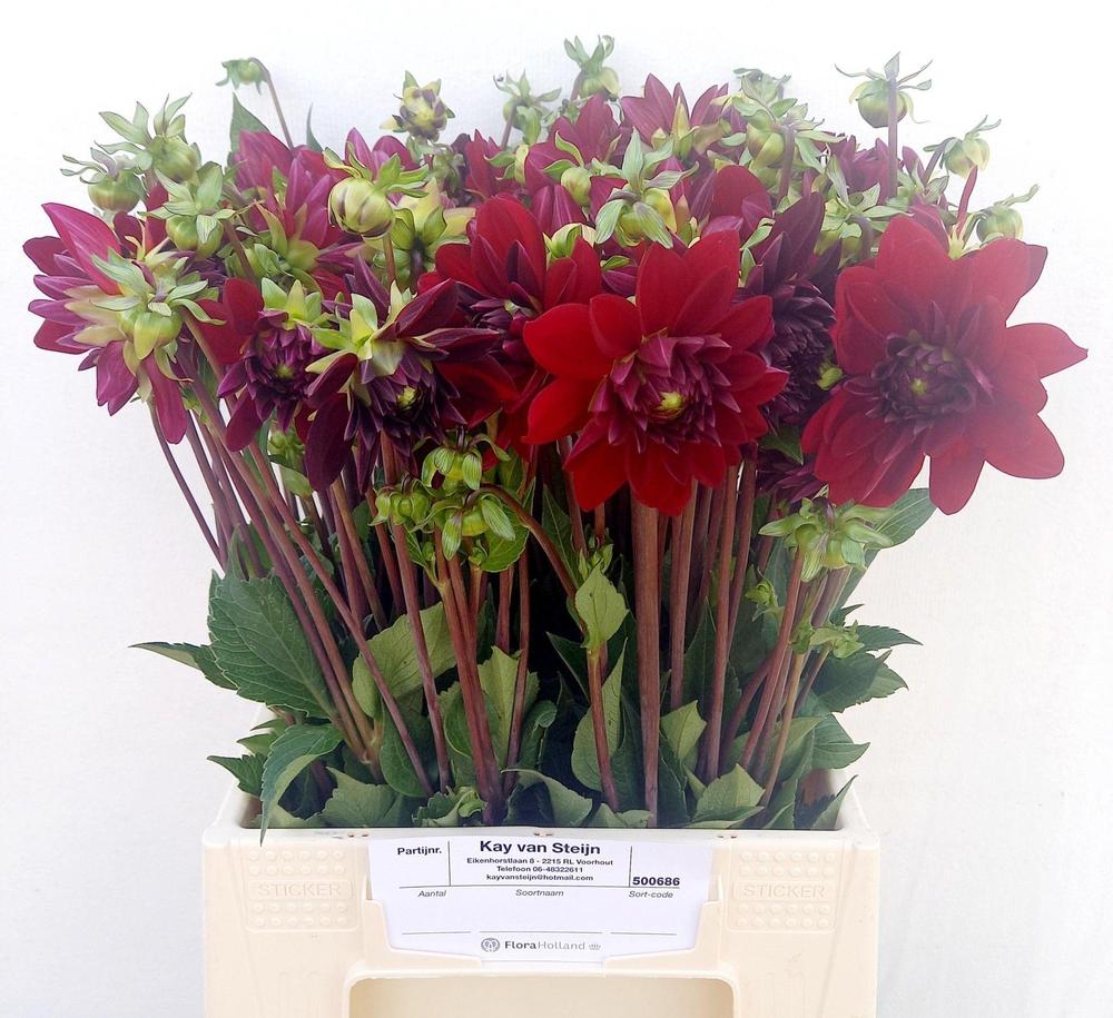 Dahlia arabian night