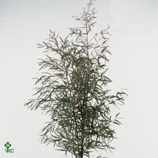 Zeleň - eucalyptus nicholii per bos