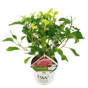 Hydrangea arborescens