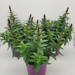 Lythrum