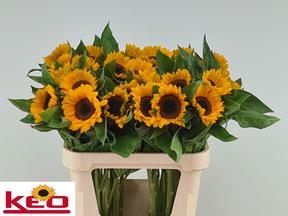 Helianthus sunrich provence