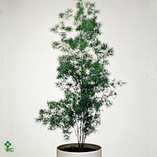 Asparagus umbellatus