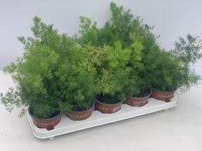 Asparagus umbellatus