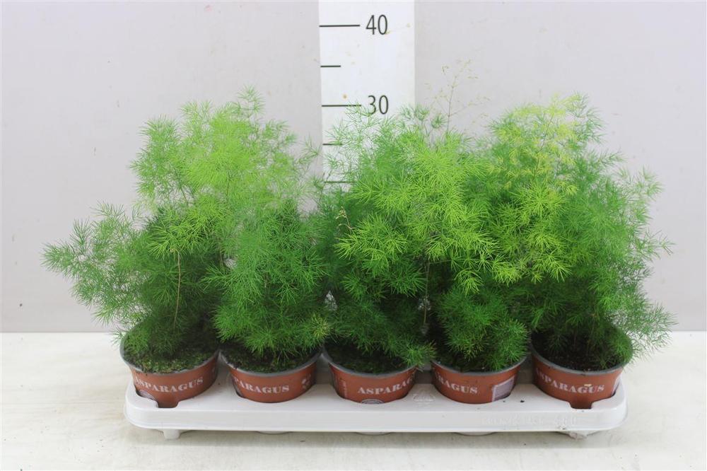 Asparagus umbellatus