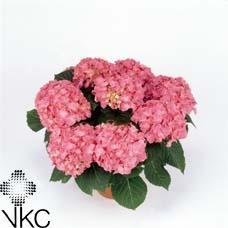 Hydrangea Magical Revolution mix