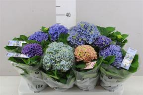 Hydrangea Magical Revolution mix