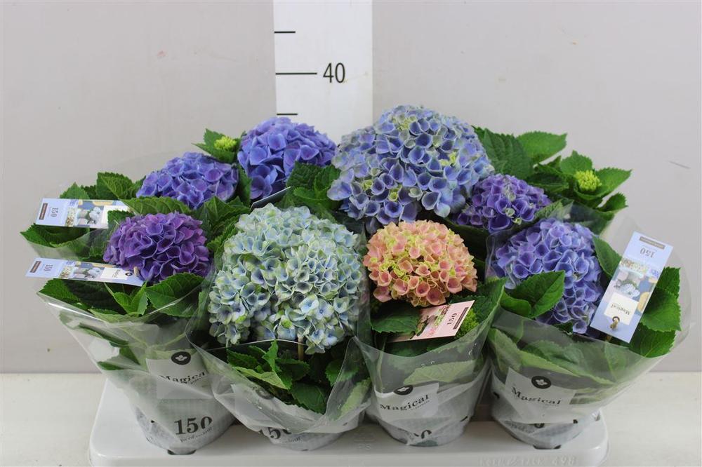 Hydrangea Magical Revolution mix