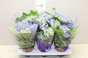Hydrangea mix 5-7