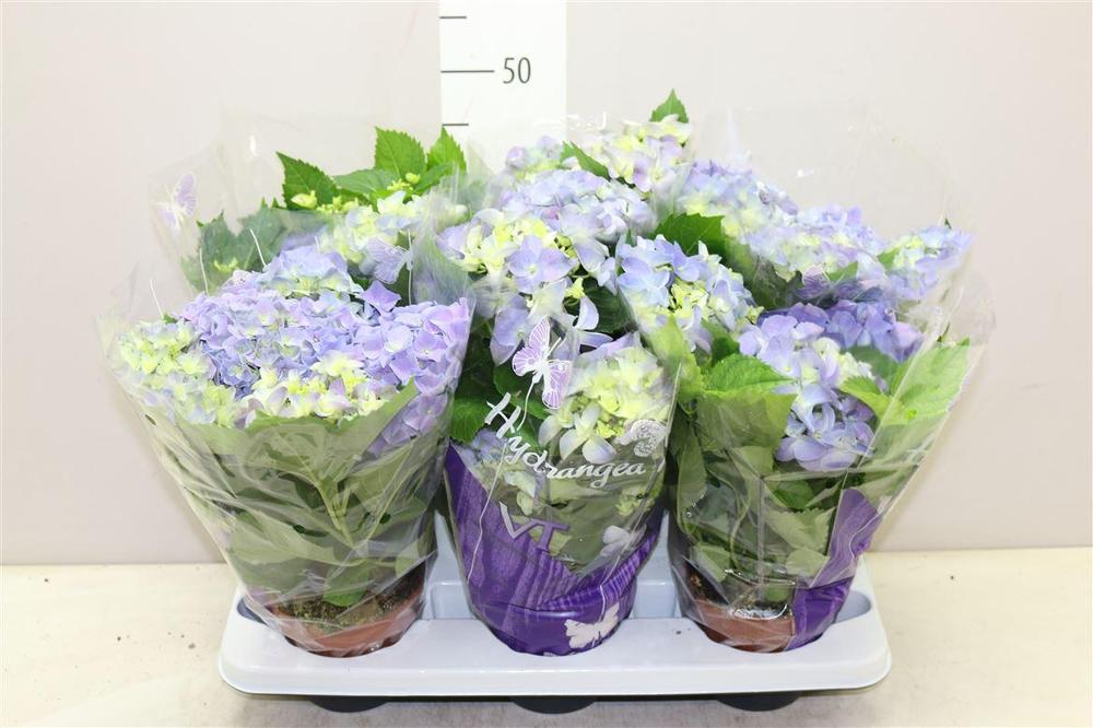 Hydrangea mix 5-7