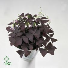 Oxalis triangularis mix