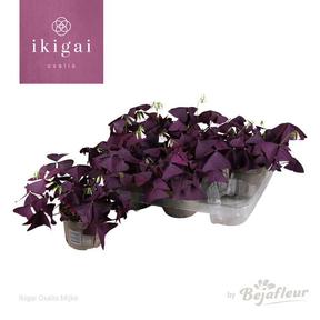 Oxalis triangularis mix