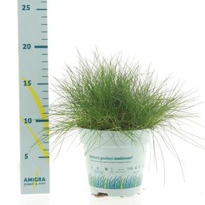 Festuca glauca