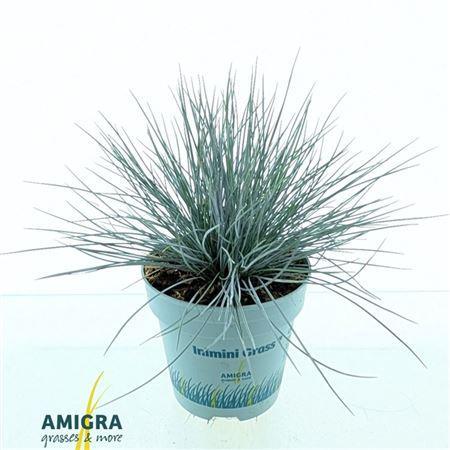 Festuca glauca