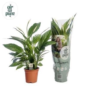 Spathiphyllum Vivaldi 2+