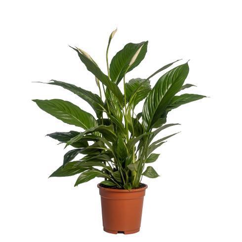 Spathiphyllum Vivaldi 2+