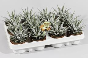Haworthia fasciata Alba