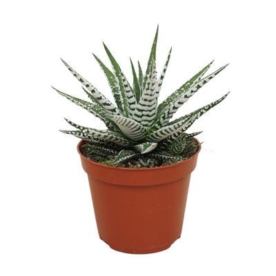 Haworthia fasciata Alba