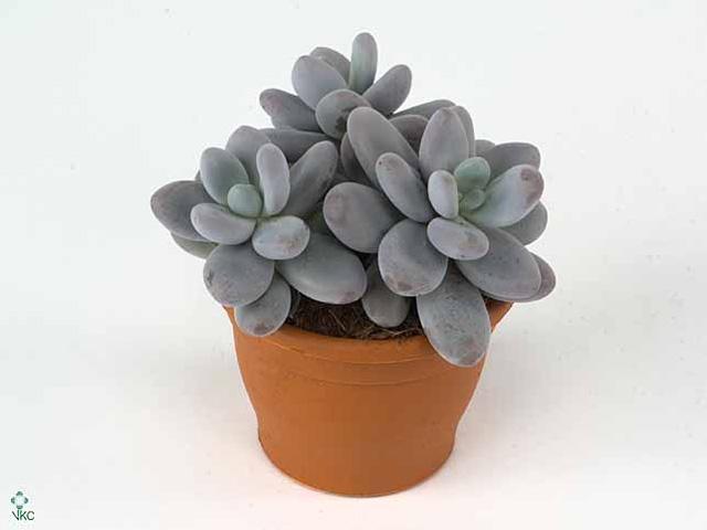 Pachyphytum oviferum
