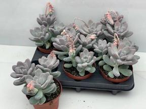 Pachyphytum oviferum