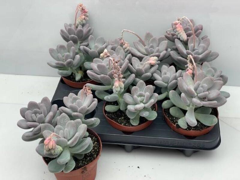Pachyphytum oviferum