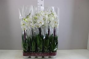 Phalaenopsis white 1tak