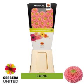 Germini pomponi terra cupid