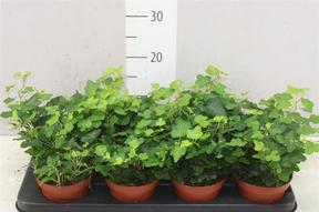 Hedera helix Wonder