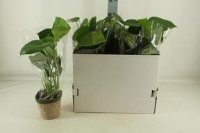 Monstera deliciosa