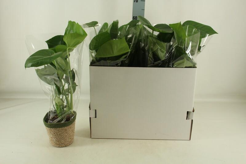 Monstera deliciosa