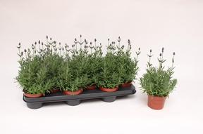Lavandula angustifolia Hidcote